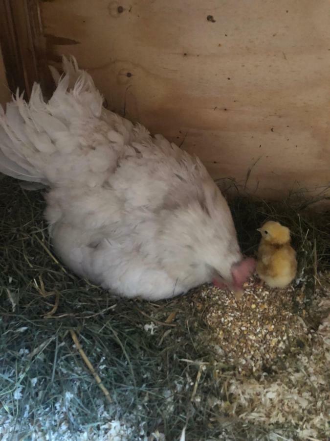 Appartamento Granbichlhof Sölden Esterno foto