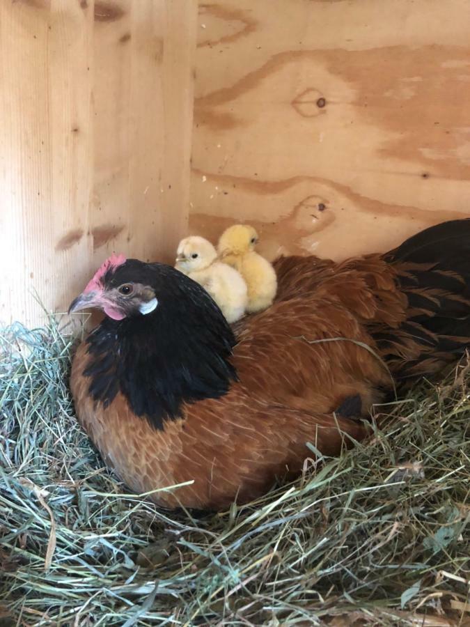 Appartamento Granbichlhof Sölden Esterno foto
